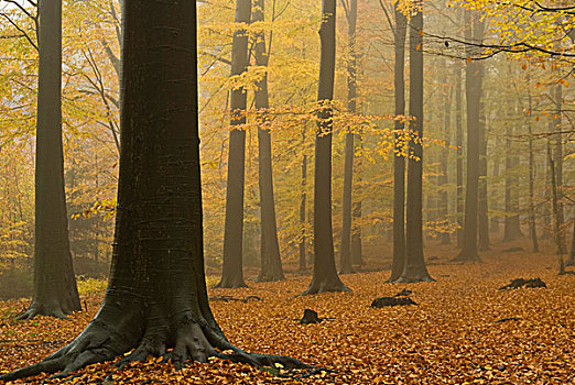 雾状,山毛榉,树林,乌帕塔尔,北莱茵威斯特伐利亚,欧洲