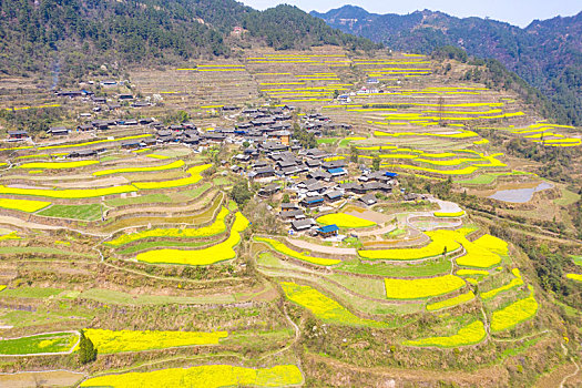 湖南湘西油菜花田