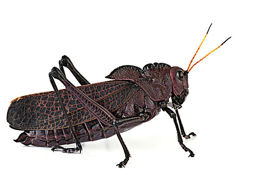 蝗虫,国家公园,哥斯达黎加