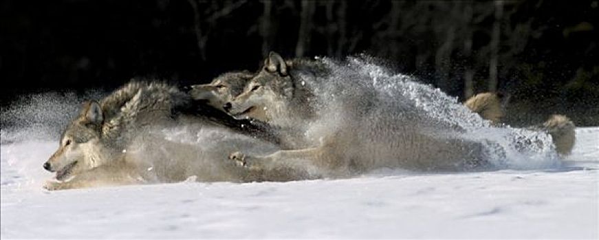 灰狼,跑,大雪,俘获,冬天,合成效果