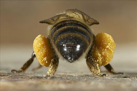 蜜蜂,意大利蜂,花粉,篮子,后腿站立,巴伐利亚,德国