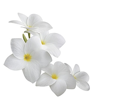 鸡蛋花,花,隔绝,白色背景,背景