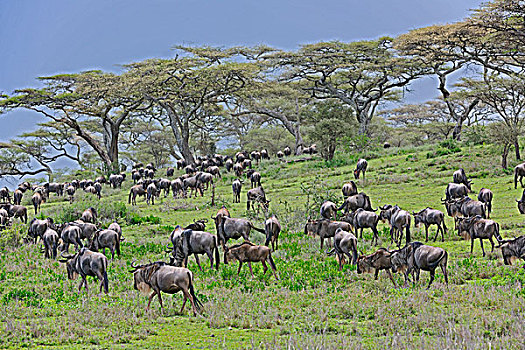 蓝角马,角马,牧群,塞伦盖蒂国家公园,坦桑尼亚