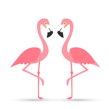 粉红火烈鸟,白色背景