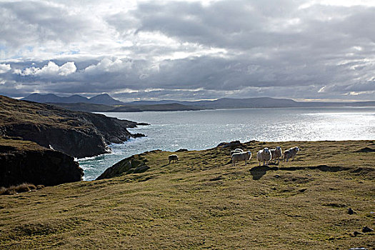 犄角,头部,多纳格,爱尔兰,绵羊,悬崖,大西洋,海洋