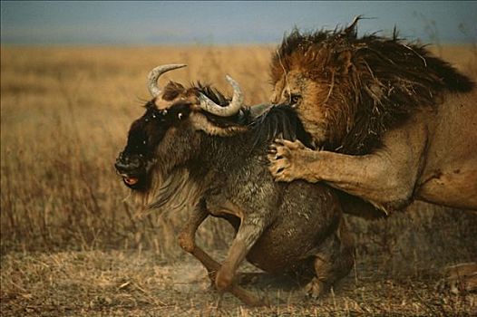 非洲狮,狮子,攻击,蓝角马,角马,塞伦盖蒂国家公园,坦桑尼亚