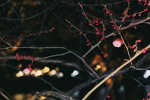 未开腊梅,极简,夜晚,黑背景