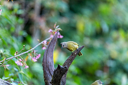 黄绿鹎鸟