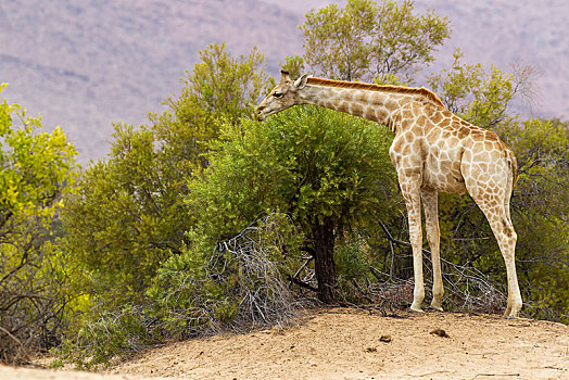 长颈鹿,区域,纳米比亚,非洲