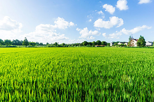 乡村的水稻田