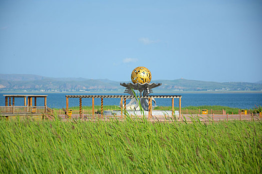 岱海芦苇荡