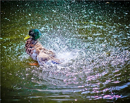 鸭子,活泼,水上