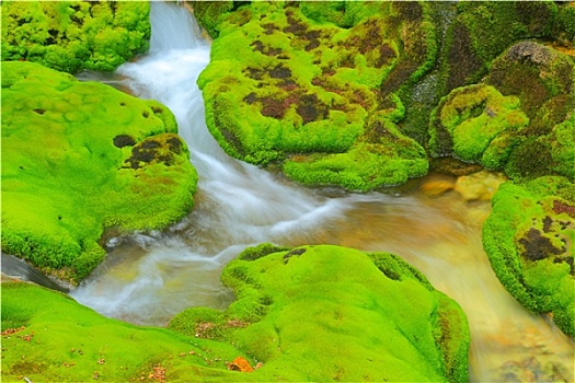 绿色,苔藓,水流,日本