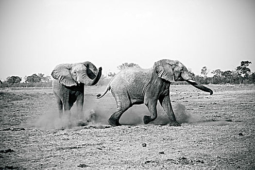 大象,玩,克鲁格国家公园,南非