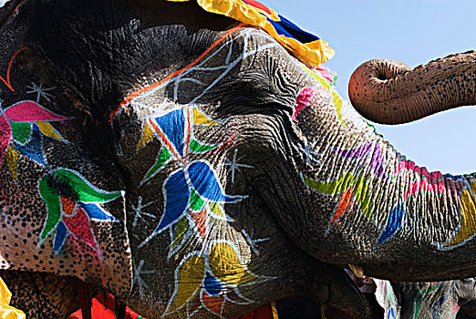 特写,涂绘,大象,节日,斋浦尔,拉贾斯坦邦,印度