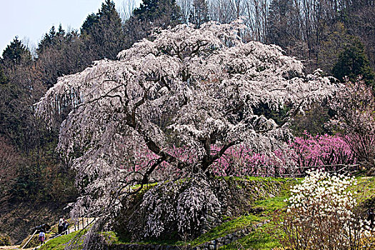 樱花,愉悦,树,开花,奈良,日本,亚洲