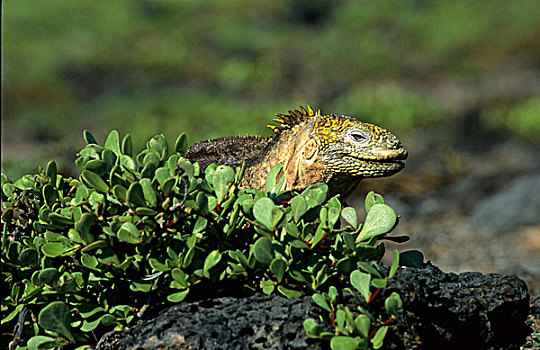 加拉帕戈斯,陆地,鬣蜥蜴,加拉巴哥陆鬣蜥