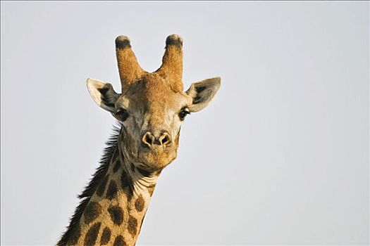 长颈鹿,乔贝国家公园,博茨瓦纳,非洲