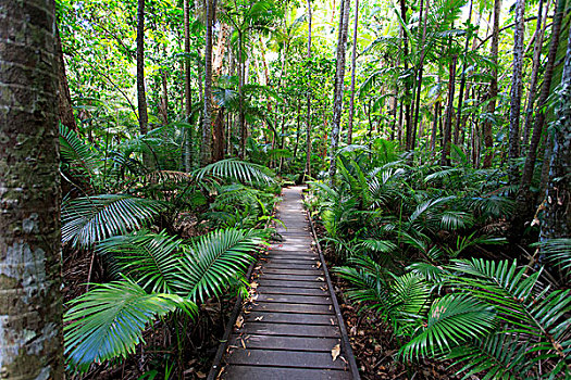 雨林,木板路,百年,湖,植物园,昆士兰