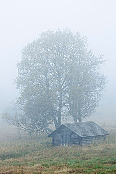 小屋,雾,瑞典