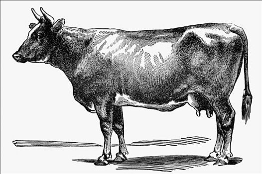 母牛,老式,绘画
