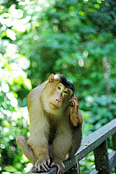 malaysia,borneo,sepilok,close,up,of,southern,pig-tailed,macaque,macaca,nemestrina,adult,female,in,primary,rainforest