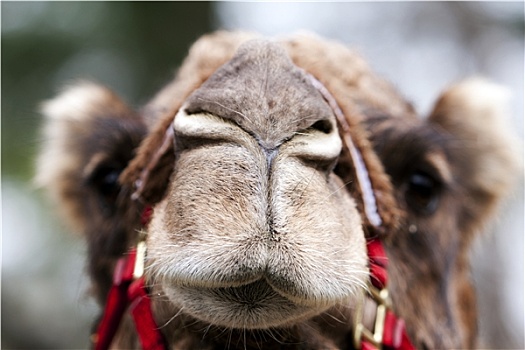 有趣,骆驼,脸,缰绳
