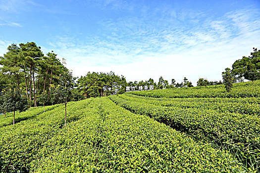 成都,邛崃市蒲江同心茶园