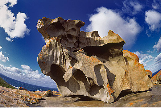 石头,袋鼠,岛屿,澳洲南部,澳大利亚