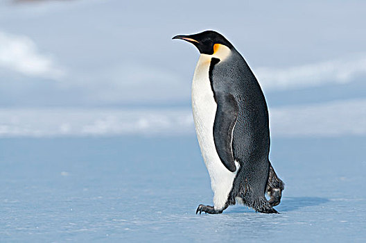 帝企鹅,走,冰,湾,东方,南极