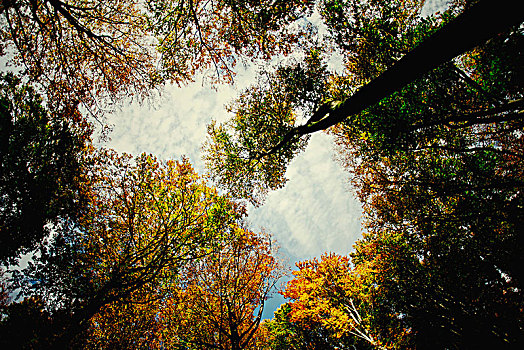 秋天,树林,树,仰视,风景,天空