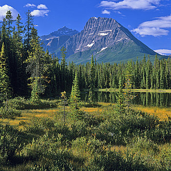 树,正面,山,攀升,碧玉国家公园,艾伯塔省,加拿大