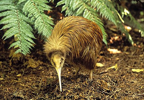 几维鸟,新西兰