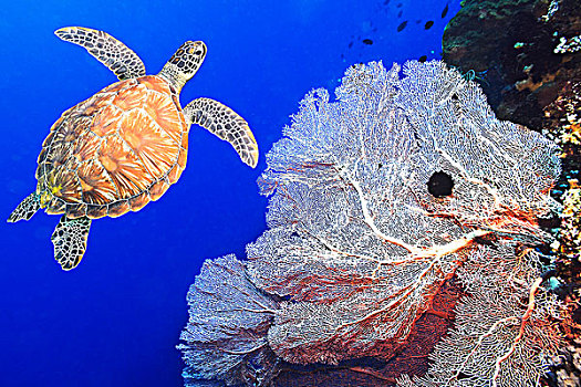 海龟,珊瑚