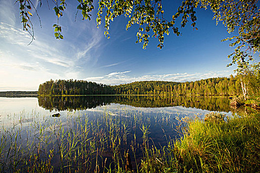 夏天,晚间,场景,远足,区域,芬兰
