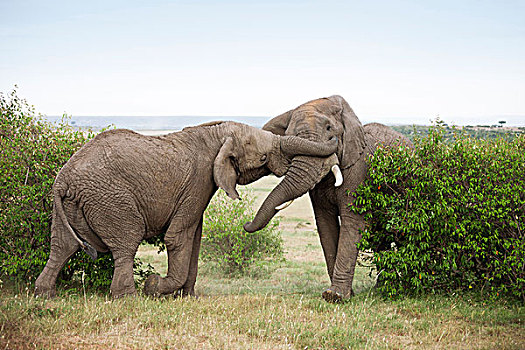 非洲,灌木,大象,非洲象,雄性动物,争斗,马赛马拉国家保护区,肯尼亚