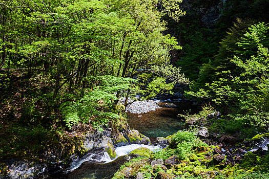 巴山飞渡峡森林公园