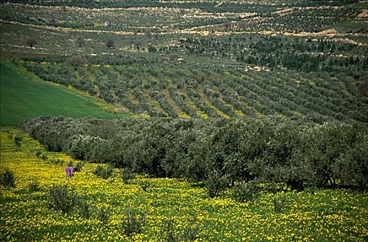 橄榄树,山谷,以色列