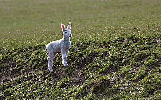 羊羔,看,耳,向上,诺森伯兰郡,英格兰