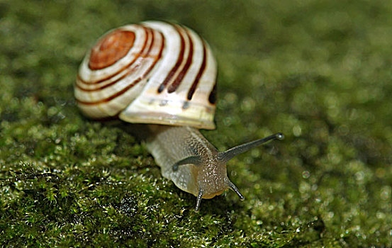 高速,蜗牛