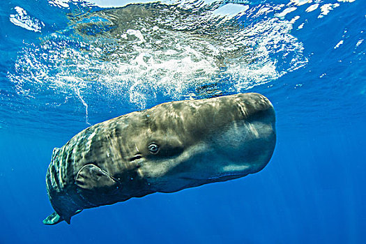 抹香鲸,挨着,水面,亚速尔群岛,葡萄牙,欧洲