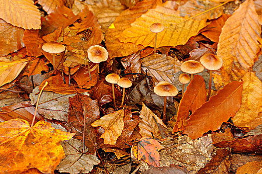 叶子,出现,小,褐蘑菇,湖,安大略省,加拿大