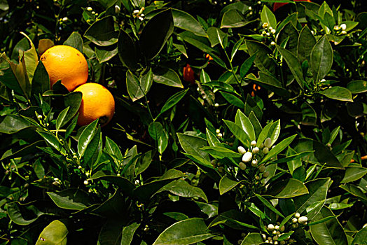 西班牙,加纳利群岛,特内里费岛,橘树