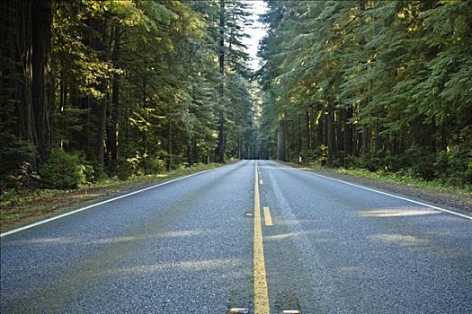 公路,州立公园,北加州,加利福尼亚,美国