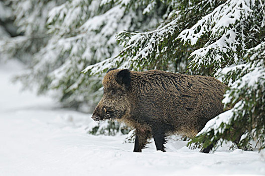 野猪,出现,树林,冬天,巴伐利亚,德国