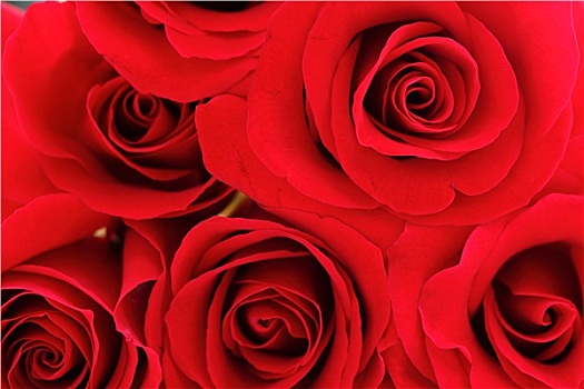 红玫瑰,花束