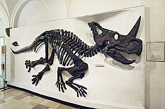 恐龙,骨骼,博物馆,慕尼黑,巴伐利亚,德国,欧洲