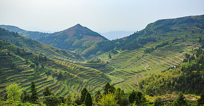 山,桔子,桔园,道路,开垦,大地