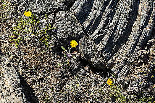 火山岩,石头,花