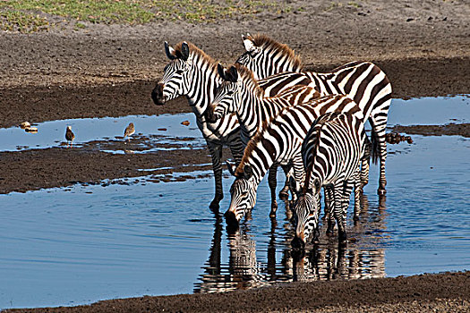 非洲,坦桑尼亚,斑马,喝,恩戈罗恩戈罗,保护区